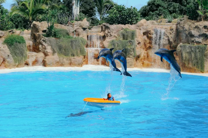 Delfiner som hopper under en forestilling i Loro Parque